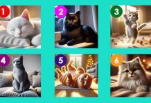 TEST: Izaberite najsimpatičniju macu – Ona će vam otkriti važnu poruku koju treba da čujete TEST: Izaberite najsimpatičniju macu – Ona će vam otkriti važnu poruku koju treba da čujete - featured image