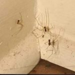 PAUKOVI NE PODNOSE MIRIS JEDNE BILJKE: Nabavite je i nećete ih više vidjeti u kući PAUKOVI NE PODNOSE MIRIS JEDNE BILJKE: Nabavite je i nećete ih više vidjeti u kući - featured image