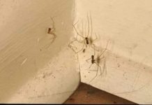 PAUKOVI NE PODNOSE MIRIS JEDNE BILJKE: Nabavite je i nećete ih više vidjeti u kući PAUKOVI NE PODNOSE MIRIS JEDNE BILJKE: Nabavite je i nećete ih više vidjeti u kući - featured image