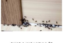 SAMO 1 KAP I MRAVI ĆE POBJEĆI IZ VAŠE KUĆE ZA 2 SEKUNDE… Najefikasni kućni TRIK… SAMO 1 KAP I MRAVI ĆE POBJEĆI IZ VAŠE KUĆE ZA 2 SEKUNDE… Najefikasni kućni TRIK… - featured image