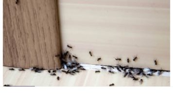 SAMO 1 KAP I MRAVI ĆE POBJEĆI IZ VAŠE KUĆE ZA 2 SEKUNDE… Najefikasni kućni TRIK… SAMO 1 KAP I MRAVI ĆE POBJEĆI IZ VAŠE KUĆE ZA 2 SEKUNDE… Najefikasni kućni TRIK… - featured image