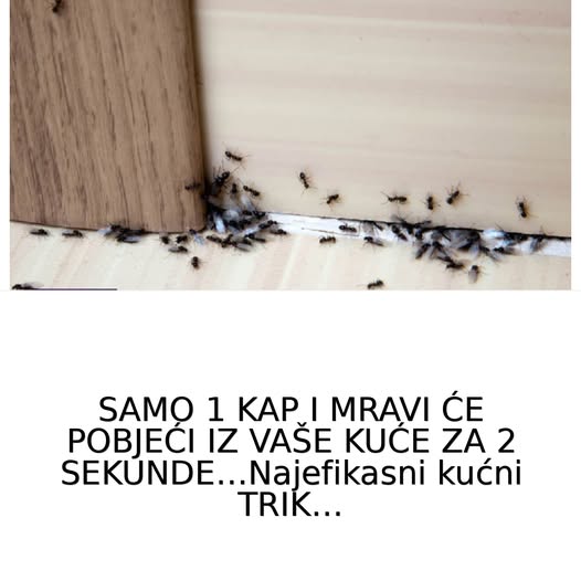 SAMO 1 KAP I MRAVI ĆE POBJEĆI IZ VAŠE KUĆE ZA 2 SEKUNDE… Najefikasni kućni TRIK… - featured image