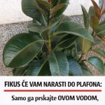 FIKUS ĆE VAM NARASTI DO PLAFONA: Samo ga prskajte OVOM VODOM, cvijeće će biti BUJNO I PREDIVNO FIKUS ĆE VAM NARASTI DO PLAFONA: Samo ga prskajte OVOM VODOM, cvijeće će biti BUJNO I PREDIVNO - featured image