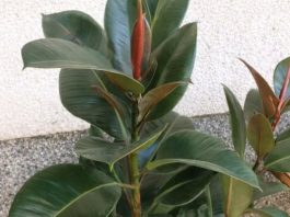 FIKUS ĆE VAM NARASTI DO PLAFONA: Samo ga prskajte OVOM VODOM, cvijeće će biti BUJNO I PREDIVNO FIKUS ĆE VAM NARASTI DO PLAFONA: Samo ga prskajte OVOM VODOM, cvijeće će biti BUJNO I PREDIVNO - featured image