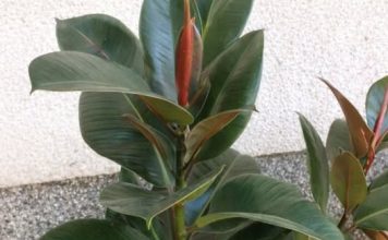 FIKUS ĆE VAM NARASTI DO PLAFONA: Samo ga prskajte OVOM VODOM, cvijeće će biti BUJNO I PREDIVNO FIKUS ĆE VAM NARASTI DO PLAFONA: Samo ga prskajte OVOM VODOM, cvijeće će biti BUJNO I PREDIVNO - featured image