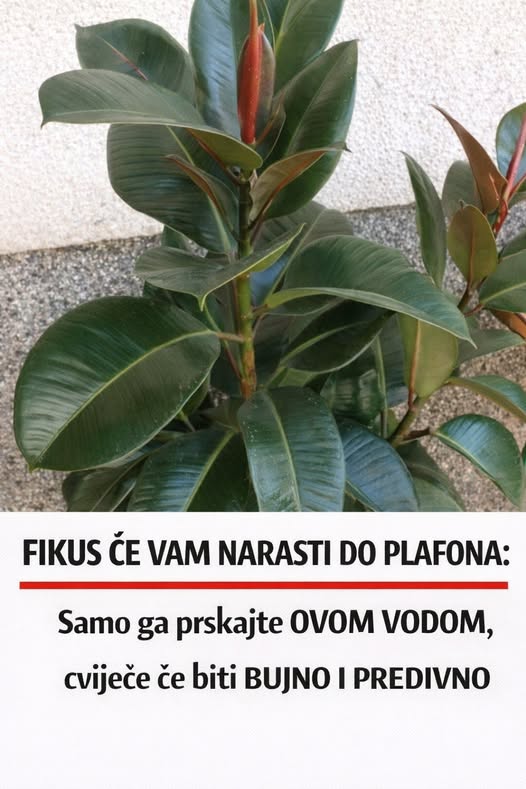 FIKUS ĆE VAM NARASTI DO PLAFONA: Samo ga prskajte OVOM VODOM, cvijeće će biti BUJNO I PREDIVNO - featured image FIKUS ĆE VAM NARASTI DO PLAFONA: Samo ga prskajte OVOM VODOM, cvijeće će biti BUJNO I PREDIVNO - featured image