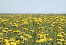 Džem od maslačka regeneriše jetru i čisti krv bolje od bilo kog lijeka: Evo kako se pravi! Džem od maslačka regeneriše jetru i čisti krv bolje od bilo kog lijeka: Evo kako se pravi! - featured image