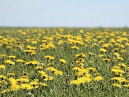 Džem od maslačka regeneriše jetru i čisti krv bolje od bilo kog lijeka: Evo kako se pravi! Džem od maslačka regeneriše jetru i čisti krv bolje od bilo kog lijeka: Evo kako se pravi! - featured image