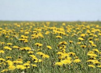 Džem od maslačka regeneriše jetru i čisti krv bolje od bilo kog lijeka: Evo kako se pravi! Džem od maslačka regeneriše jetru i čisti krv bolje od bilo kog lijeka: Evo kako se pravi! - featured image