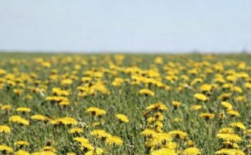 Džem od maslačka regeneriše jetru i čisti krv bolje od bilo kog lijeka: Evo kako se pravi! Džem od maslačka regeneriše jetru i čisti krv bolje od bilo kog lijeka: Evo kako se pravi! - featured image
