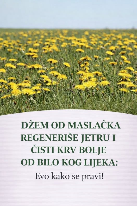 Džem od maslačka regeneriše jetru i čisti krv bolje od bilo kog lijeka: Evo kako se pravi! - featured image Džem od maslačka regeneriše jetru i čisti krv bolje od bilo kog lijeka: Evo kako se pravi! - featured image