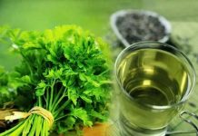 Na ovaj način se pije čaj od peršuna ako želite da smršate: 5 dana je dovoljno Na ovaj način se pije čaj od peršuna ako želite da smršate: 5 dana je dovoljno - featured image