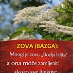 ZOVA (BAZGA): Mnogi je zovu “Božija biljka” a ona može zamijeniti skoro sve lijekove ZOVA (BAZGA): Mnogi je zovu “Božija biljka” a ona može zamijeniti skoro sve lijekove - featured image