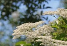 ZOVA (BAZGA): Mnogi je zovu “Božija biljka” a ona može zamijeniti skoro sve lijekove ZOVA (BAZGA): Mnogi je zovu “Božija biljka” a ona može zamijeniti skoro sve lijekove - featured image