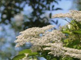 ZOVA (BAZGA): Mnogi je zovu “Božija biljka” a ona može zamijeniti skoro sve lijekove ZOVA (BAZGA): Mnogi je zovu “Božija biljka” a ona može zamijeniti skoro sve lijekove - featured image