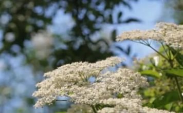 ZOVA (BAZGA): Mnogi je zovu “Božija biljka” a ona može zamijeniti skoro sve lijekove ZOVA (BAZGA): Mnogi je zovu “Božija biljka” a ona može zamijeniti skoro sve lijekove - featured image