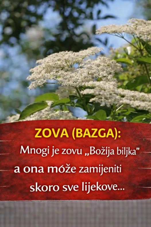 ZOVA (BAZGA): Mnogi je zovu “Božija biljka” a ona može zamijeniti skoro sve lijekove - featured image ZOVA (BAZGA): Mnogi je zovu “Božija biljka” a ona može zamijeniti skoro sve lijekove - featured image