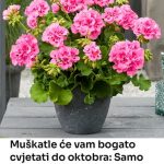 SAMO JEDAN SASTOJAK ĆE BITI POTREBAN DA VAM MUŠKATLE CVJETAJU DO OKTOBRA BOGATIM CVATOM SAMO JEDAN SASTOJAK ĆE BITI POTREBAN DA VAM MUŠKATLE CVJETAJU DO OKTOBRA BOGATIM CVATOM - featured image