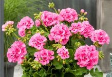 SAMO JEDAN SASTOJAK ĆE BITI POTREBAN DA VAM MUŠKATLE CVJETAJU DO OKTOBRA BOGATIM CVATOM SAMO JEDAN SASTOJAK ĆE BITI POTREBAN DA VAM MUŠKATLE CVJETAJU DO OKTOBRA BOGATIM CVATOM - featured image