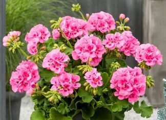 SAMO JEDAN SASTOJAK ĆE BITI POTREBAN DA VAM MUŠKATLE CVJETAJU DO OKTOBRA BOGATIM CVATOM SAMO JEDAN SASTOJAK ĆE BITI POTREBAN DA VAM MUŠKATLE CVJETAJU DO OKTOBRA BOGATIM CVATOM - featured image