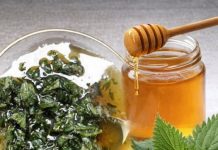 2 KAŠIKE DNEVNO ČINE ČUDO ZA ORGANIZAM: Med i kopriva liječe anemiju, migrenu, žuč, jetru 2 KAŠIKE DNEVNO ČINE ČUDO ZA ORGANIZAM: Med i kopriva liječe anemiju, migrenu, žuč, jetru - featured image