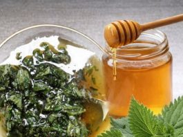 2 KAŠIKE DNEVNO ČINE ČUDO ZA ORGANIZAM: Med i kopriva liječe anemiju, migrenu, žuč, jetru 2 KAŠIKE DNEVNO ČINE ČUDO ZA ORGANIZAM: Med i kopriva liječe anemiju, migrenu, žuč, jetru - featured image