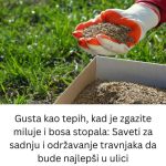 Gusta kao tepih, kad je zgazite miluje i bosa stopala: Saveti za sadnju i održavanje travnjaka da bude najlepši u ulici Gusta kao tepih, kad je zgazite miluje i bosa stopala: Saveti za sadnju i održavanje travnjaka da bude najlepši u ulici - featured image