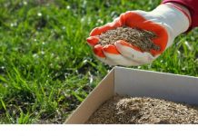 Gusta kao tepih, kad je zgazite miluje i bosa stopala: Saveti za sadnju i održavanje travnjaka da bude najlepši u ulici Gusta kao tepih, kad je zgazite miluje i bosa stopala: Saveti za sadnju i održavanje travnjaka da bude najlepši u ulici - featured image