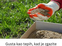 Gusta kao tepih, kad je zgazite miluje i bosa stopala: Saveti za sadnju i održavanje travnjaka da bude najlepši u ulici Gusta kao tepih, kad je zgazite miluje i bosa stopala: Saveti za sadnju i održavanje travnjaka da bude najlepši u ulici - featured image