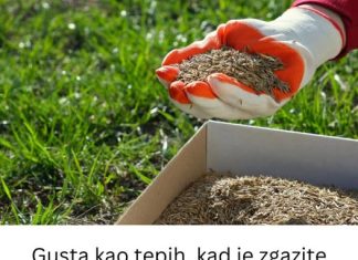 Gusta kao tepih, kad je zgazite miluje i bosa stopala: Saveti za sadnju i održavanje travnjaka da bude najlepši u ulici Gusta kao tepih, kad je zgazite miluje i bosa stopala: Saveti za sadnju i održavanje travnjaka da bude najlepši u ulici - featured image