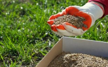 Gusta kao tepih, kad je zgazite miluje i bosa stopala: Saveti za sadnju i održavanje travnjaka da bude najlepši u ulici Gusta kao tepih, kad je zgazite miluje i bosa stopala: Saveti za sadnju i održavanje travnjaka da bude najlepši u ulici - featured image