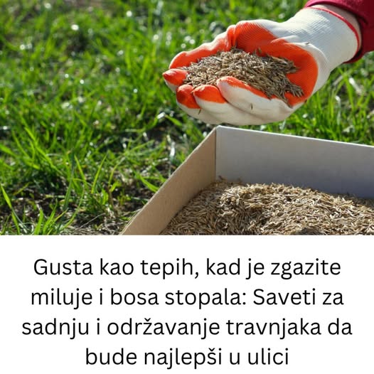 Gusta kao tepih, kad je zgazite miluje i bosa stopala: Saveti za sadnju i održavanje travnjaka da bude najlepši u ulici - featured image Gusta kao tepih, kad je zgazite miluje i bosa stopala: Saveti za sadnju i održavanje travnjaka da bude najlepši u ulici - featured image