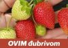 OVIM đubrivom prihranite jagode na početku marta za obilje krupnih plodova OVIM đubrivom prihranite jagode na početku marta za obilje krupnih plodova - featured image