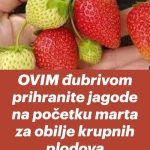 OVIM đubrivom prihranite jagode na početku marta za obilje krupnih plodova OVIM đubrivom prihranite jagode na početku marta za obilje krupnih plodova - featured image