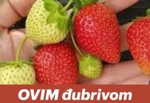 OVIM đubrivom prihranite jagode na početku marta za obilje krupnih plodova OVIM đubrivom prihranite jagode na početku marta za obilje krupnih plodova - featured image