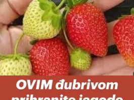 OVIM đubrivom prihranite jagode na početku marta za obilje krupnih plodova OVIM đubrivom prihranite jagode na početku marta za obilje krupnih plodova - featured image