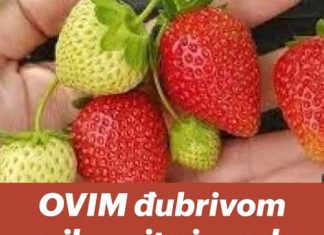 OVIM đubrivom prihranite jagode na početku marta za obilje krupnih plodova OVIM đubrivom prihranite jagode na početku marta za obilje krupnih plodova - featured image