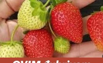 OVIM đubrivom prihranite jagode na početku marta za obilje krupnih plodova OVIM đubrivom prihranite jagode na početku marta za obilje krupnih plodova - featured image