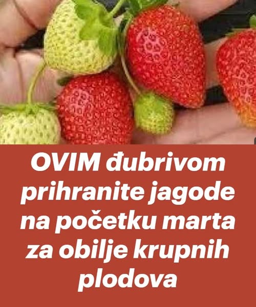 OVIM đubrivom prihranite jagode na početku marta za obilje krupnih plodova - featured image OVIM đubrivom prihranite jagode na početku marta za obilje krupnih plodova - featured image