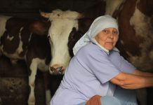 Stana je prodala jedinu kravu i dala komšiji pare da studira: Smatrali je ludom u selu, Milan je nije obilazio, nakon 10 godina usledio zapanjujući obrt