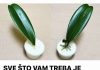 SVE ŠTO VAM TREBA JE PIRINAČ: Listovi orhideje odmah se ukorijene i cvjetaju tokom cijele godine!