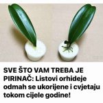 SVE ŠTO VAM TREBA JE PIRINAČ: Listovi orhideje odmah se ukorijene i cvjetaju tokom cijele godine!