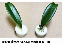 SVE ŠTO VAM TREBA JE PIRINAČ: Listovi orhideje odmah se ukorijene i cvjetaju tokom cijele godine!