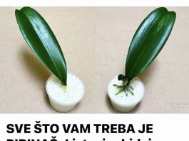 SVE ŠTO VAM TREBA JE PIRINAČ: Listovi orhideje odmah se ukorijene i cvjetaju tokom cijele godine!