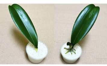 SVE ŠTO VAM TREBA JE PIRINAČ: Listovi orhideje odmah se ukorijene i cvjetaju tokom cijele godine!