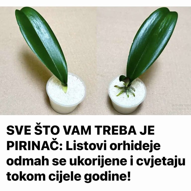 472203870_656275603390819_1237999790260300545_n-768x768