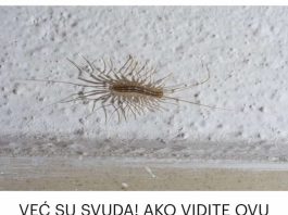 AKO VIDITE OVU BUBU NA ZIDU, NI SLUČAJNO JE NE UBIJAJTE: Ukazuju na jedan veliki problem koji imate u kući