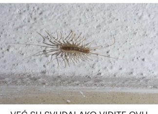 AKO VIDITE OVU BUBU NA ZIDU, NI SLUČAJNO JE NE UBIJAJTE: Ukazuju na jedan veliki problem koji imate u kući