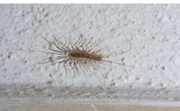 AKO VIDITE OVU BUBU NA ZIDU, NI SLUČAJNO JE NE UBIJAJTE: Ukazuju na jedan veliki problem koji imate u kući