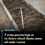 7 vrsta povrća koje gotovo nikada ne treba đubriti: Rastu uz vodu, sunce i malo brige 🌱
